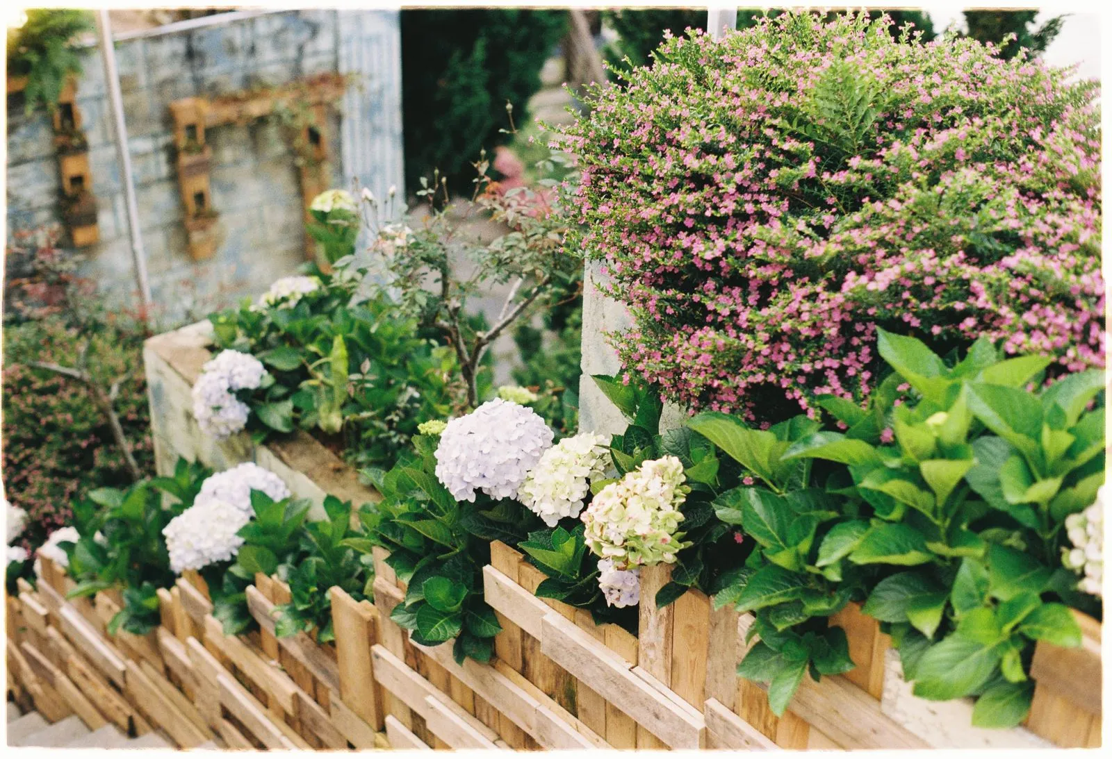 Bloeiende hortensia's langs een houten hek
